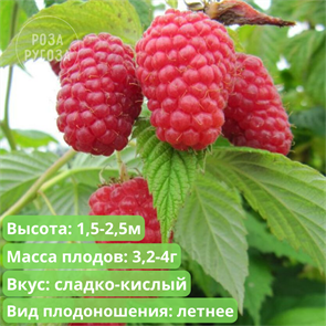 {{photo.Alt || photo.Description || 'Малина ремонтантная Геракл'}}