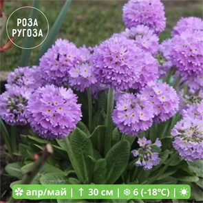 {{productViewItem.photos[photoViewList.activeNavIndex].Alt || productViewItem.photos[photoViewList.activeNavIndex].Description || 'Примула мелкозубчатая Фиолет'}}