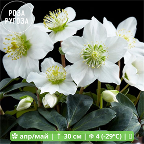 {{productViewItem.photos[photoViewList.activeNavIndex].Alt || productViewItem.photos[photoViewList.activeNavIndex].Description || 'Морозник черный Нигер (niger)'}}
