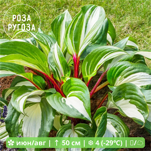 Хоста гибридная Распберри Сандай (Raspberry Sundae) 308083