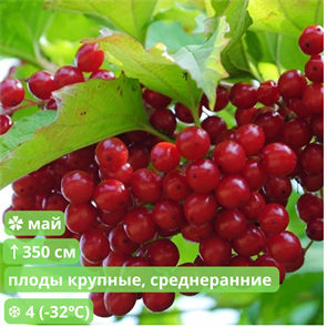 Калина Ульгень NM25-10