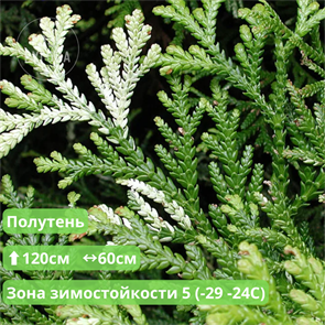 {{productViewItem.photos[photoViewList.activeNavIndex].Alt || productViewItem.photos[photoViewList.activeNavIndex].Description || 'Туевик долотовидный Вариегата (Variegata)'}}