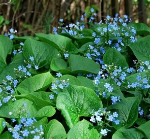 Бруннера крупнолистная (Brunnera macrophylla)
