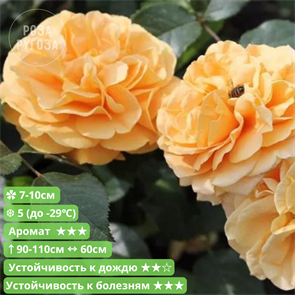 {{productViewItem.photos[photoViewList.activeNavIndex].Alt || productViewItem.photos[photoViewList.activeNavIndex].Description || 'Роза флорибунда Мирей Дюма (Mireille Dumas) | Bernard Panozzo Франция, 2006'}}