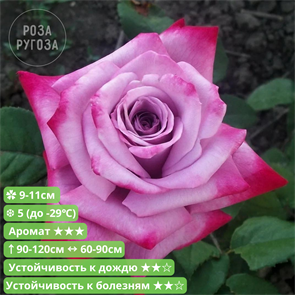 {{photo.Alt || photo.Description || 'Роза чайно-гибридная Парадиз (Paradise) | Weeks США, 1978'}}