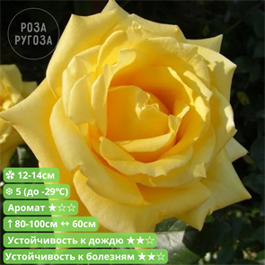 {{productViewItem.photos[photoViewList.activeNavIndex].Alt || productViewItem.photos[photoViewList.activeNavIndex].Description || 'Роза ч/г Мохана (Mohana) | Christian Evers Германия, 2010'}}