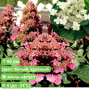 {{productViewItem.photos[photoViewList.activeNavIndex].Alt || productViewItem.photos[photoViewList.activeNavIndex].Description || 'Гортензия метельчатая Инфинити (Infinity)'}}
