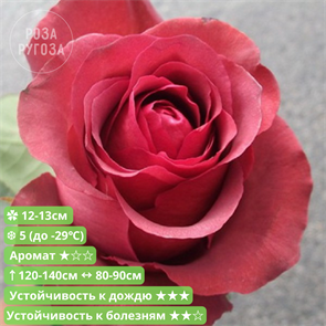 {{photo.Alt || photo.Description || 'Роза чайно-гибридная Матильда (Matilda) | Noves Ferrer Испания, 2009'}}