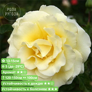 {{productViewItem.photos[photoViewList.activeNavIndex].Alt || productViewItem.photos[photoViewList.activeNavIndex].Description || 'Роза ч/г Элина (Elina) | Dickson Великобритания, 1983'}}