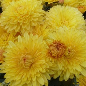 Хризантема корейская светло-желтая