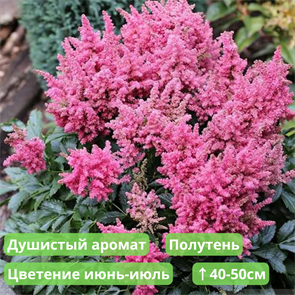 {{productViewItem.photos[photoViewList.activeNavIndex].Alt || productViewItem.photos[photoViewList.activeNavIndex].Description || 'Астильба Юник Пинк (Astilbe Younique Silvery)'}}