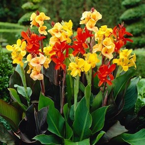 Канна индийская Large Flowered Hybrids