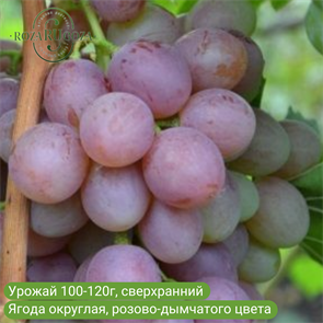 Виноград Димон