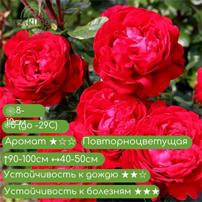 {{productViewItem.photos[photoViewList.activeNavIndex].Alt || productViewItem.photos[photoViewList.activeNavIndex].Description || 'Роза чайно-гибридная Тиамо (Tiamo) | Kordes Rosen Германия, 2018'}}