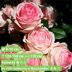 {{productViewItem.photos[photoViewList.activeNavIndex].Alt || productViewItem.photos[photoViewList.activeNavIndex].Description || 'Роза шраб Фёрст Леди (First Lady)|Tantau Германия, 2005'}}