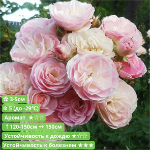 {{productViewItem.photos[photoViewList.activeNavIndex].Alt || productViewItem.photos[photoViewList.activeNavIndex].Description || 'Роза мускусный гибрид Букет Парфэ (Bouquet Parfait) | Lens Бельгия, 1989'}}