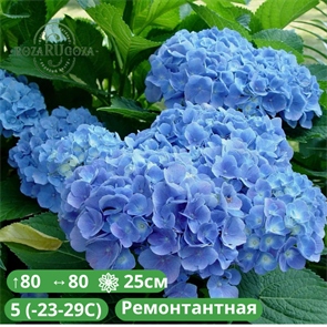 Гортензия крупнолистная  Forever and Ever Blue 76890-1