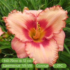 Лилейник Строберри Кэнди (Hemerocallis Strawberry Candy) 18596