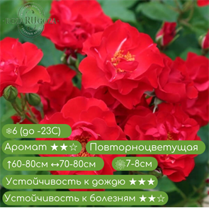 {{productViewItem.photos[photoViewList.activeNavIndex].Alt || productViewItem.photos[photoViewList.activeNavIndex].Description || 'Роза флорибунда Паприка на штамбе.'}}