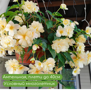 {{photo.Alt || photo.Description || 'Бегония ампельная Belleconia Шардоне (CHARDONNAY)'}}