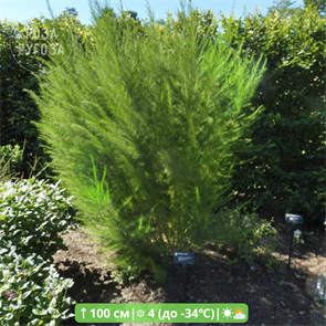 {{productViewItem.photos[photoViewList.activeNavIndex].Alt || productViewItem.photos[photoViewList.activeNavIndex].Description || 'Посконник Элегантное перо (Elegant Feather)'}}