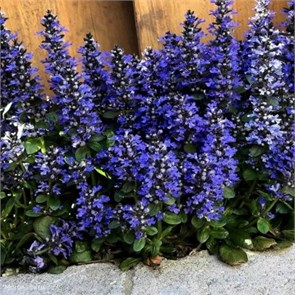 М43 Живучка Блуберри Маффин (BLUEBERRY MUFFIN) М43-25