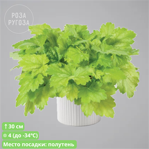 {{productViewItem.photos[photoViewList.activeNavIndex].Alt || productViewItem.photos[photoViewList.activeNavIndex].Description || 'М 59 Гейхера Кира Грин Теа (KIRA GREEN TEA)'}}