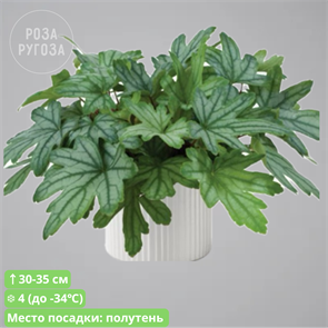 М58 Гейхера  Кирелла Фреш Грин (KIRELLA FRESH GREEN) 58/3730