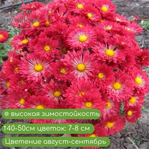 Хризантема корейская Вересневый бисер 18533