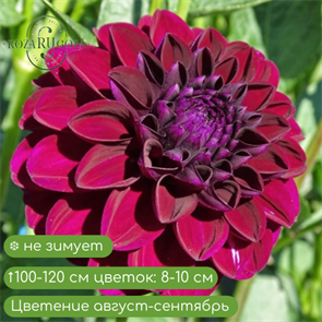 Георгина  Арабиан Найт 18328