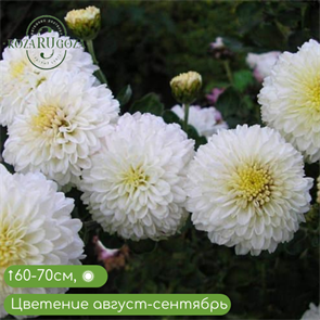 {{productViewItem.photos[photoViewList.activeNavIndex].Alt || productViewItem.photos[photoViewList.activeNavIndex].Description || 'Хризантема корейская Умка (Umka)'}}