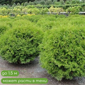 Туя западная Глобоза (Globosa) 24899