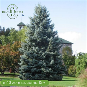 Ель колючая Глаука Экстра 100-120см. RR1123-6