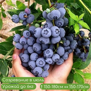 Голубика Сиерра (Sierra) BL25-07