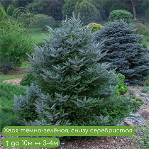 Пихта корейская 17321