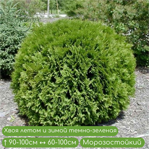 Туя западная Вудварди (Woodwardii) 24897
