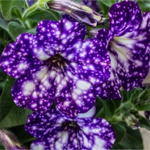 №155 Петуния RED CARPET HIPPY CHICK VIOLET 155/3231