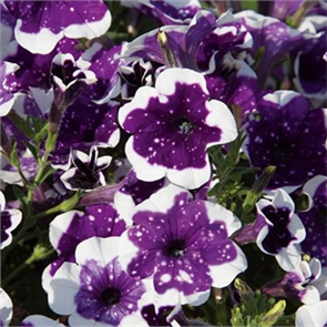 {{productViewItem.photos[photoViewList.activeNavIndex].Alt || productViewItem.photos[photoViewList.activeNavIndex].Description || '№125 Петуния ALPETUNIA GLACIER SKY'}}