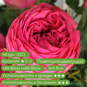 Роза ч/г Пинк Пьяно (Pink piano) | Tantau Германия, 2009 KORS028 /74 /91