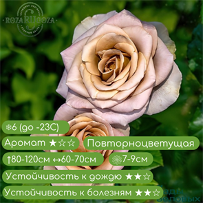 Роза ч/г Амнезия (Amnesia) | NIRP International Франция, 2005 Kors0923-1