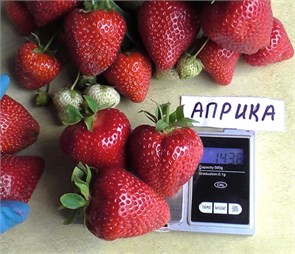 Клубника Априка 24901