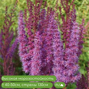 Астильба китайская Пурпуркерцэ (Purpurkerze) RR_VESNA21_85-29