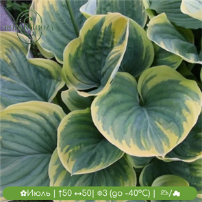 {{productViewItem.photos[photoViewList.activeNavIndex].Alt || productViewItem.photos[photoViewList.activeNavIndex].Description || 'Хоста Мэджик Файер (Magic Fire)'}}