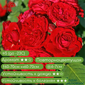 Роза флорибунда Красная Шапочка (Rotkappchen) | Kordes Германия, 2007 KORS046 /98 /163