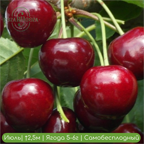 Черешня Гронкавая 24905