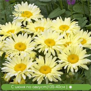 {{productViewItem.photos[photoViewList.activeNavIndex].Alt || productViewItem.photos[photoViewList.activeNavIndex].Description || 'Нивяник великолепный Банана Крим (Banana Cream)'}}