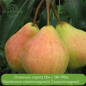 Груша Любимица Яковлева 24920