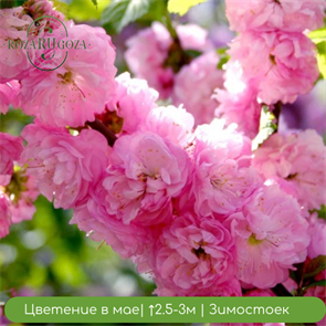 Миндаль трехлопастный (Prunus triloba) 24923