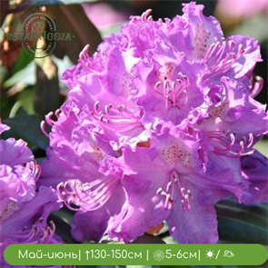 {{productViewItem.photos[photoViewList.activeNavIndex].Alt || productViewItem.photos[photoViewList.activeNavIndex].Description || 'Рододендрон Альфред (Alfred)'}}