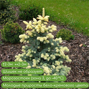 {{productViewItem.photos[photoViewList.activeNavIndex].Alt || productViewItem.photos[photoViewList.activeNavIndex].Description || 'Ель колючая Белобок (Bialobok)'}}